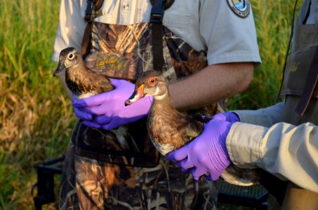 Wood Duck Banding