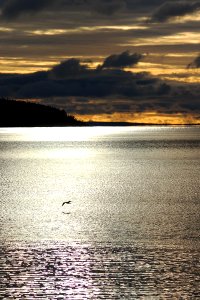 Gull flying over Lake Superior photo