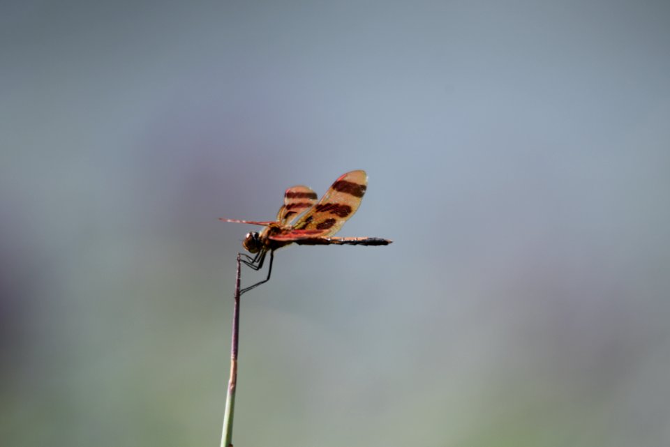 Halloween pennant