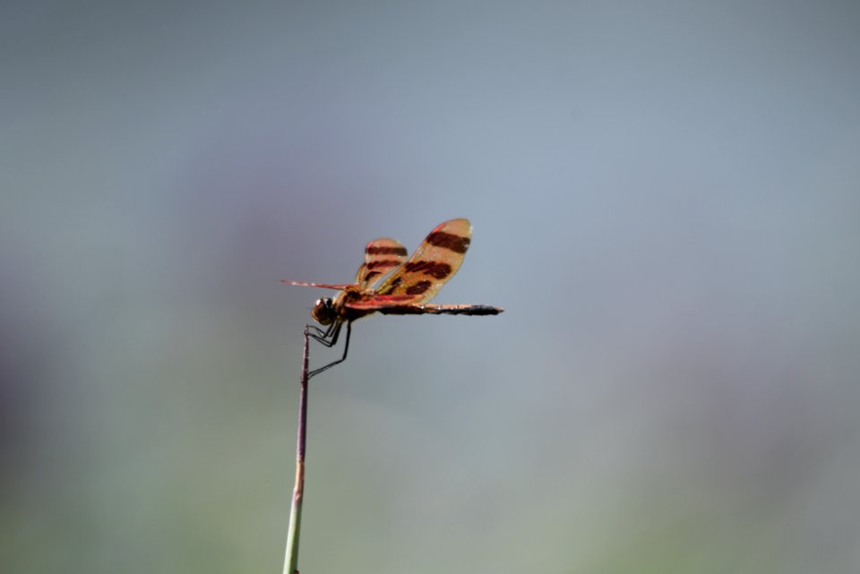 Halloween pennant photo