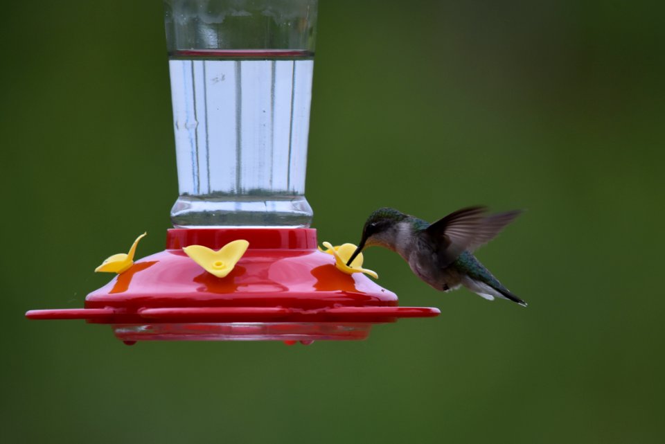 Ruby-throated hummingbird