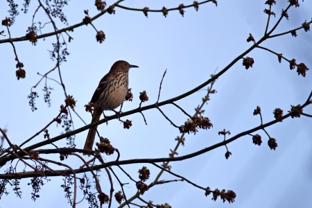 Brown thrasher in a tree photo