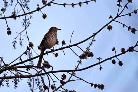 Brown thrasher in a tree