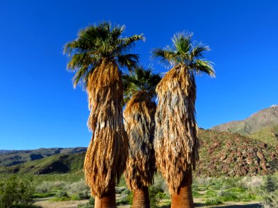 Palms at Anza-Borrego Desert SP in California photo