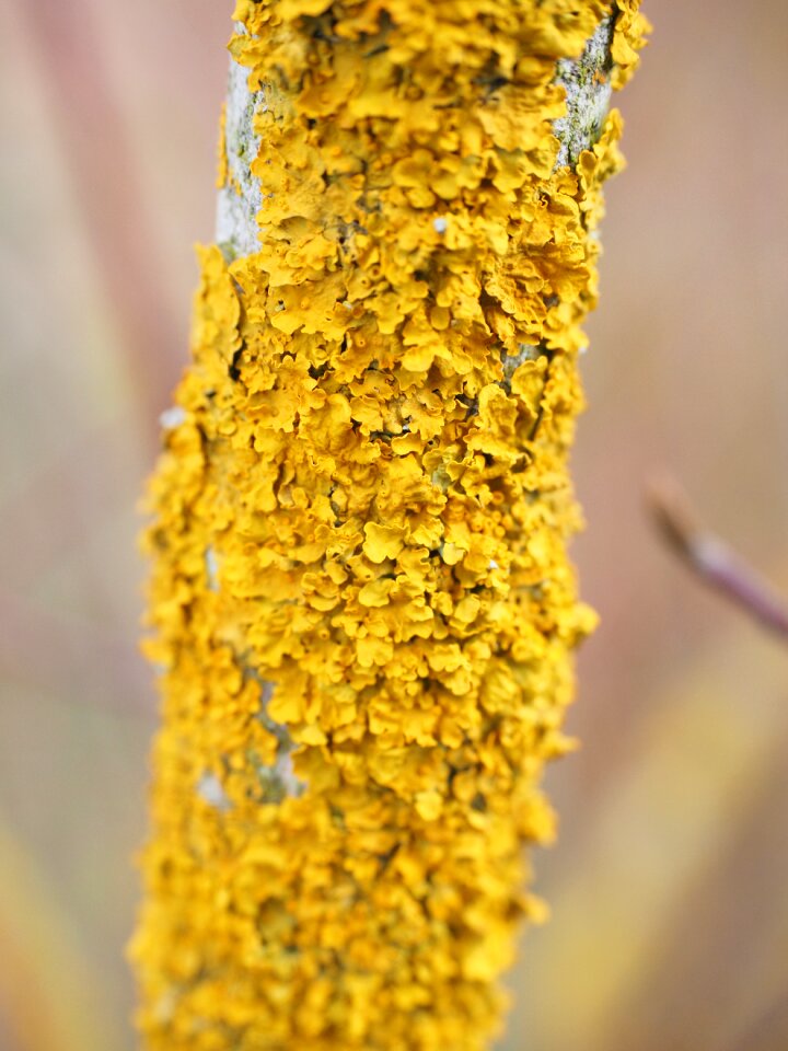 Lichen branch xanthoria parietina