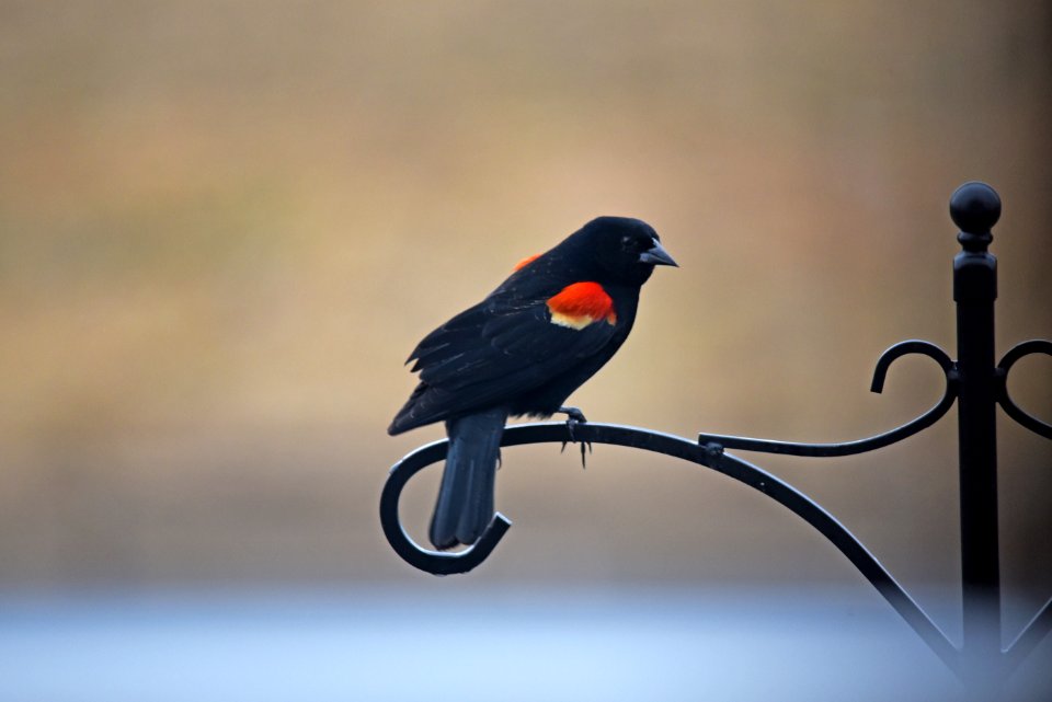 Red-winged blackbird