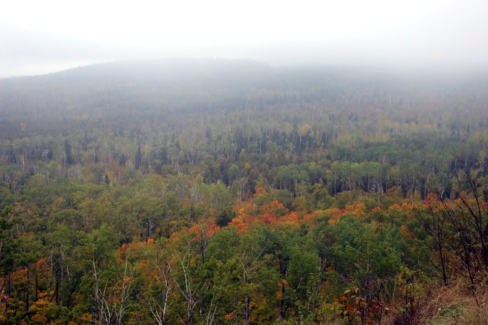 Fall Fog