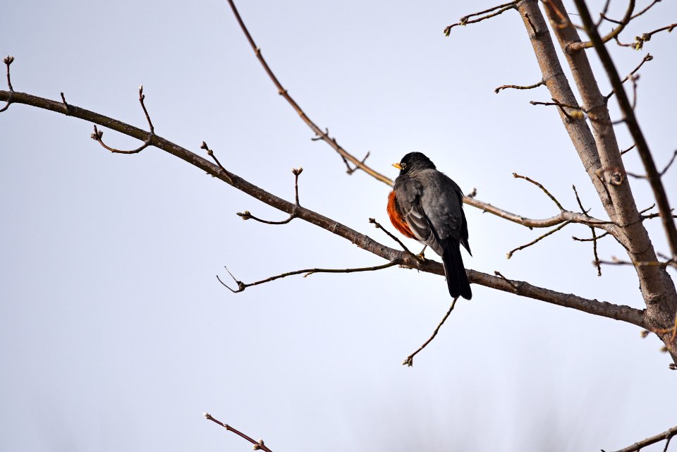 American robin perched in a tree