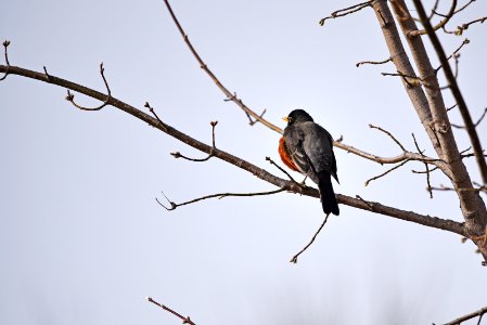 American robin perched in a tree photo