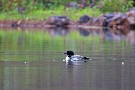 Common Loon photo