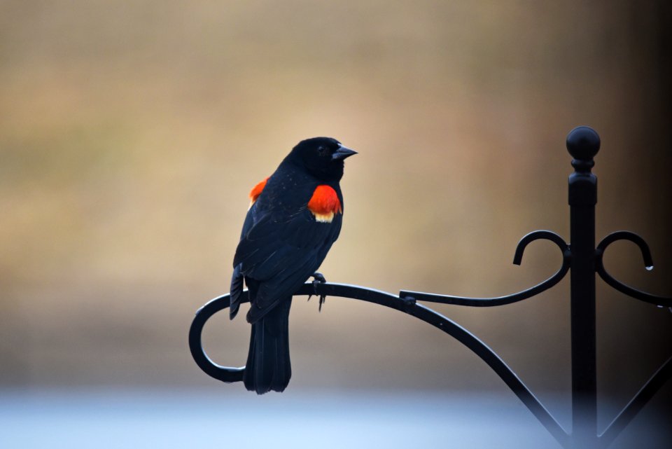 Red-winged blackbird