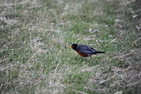American robin searching for worms photo