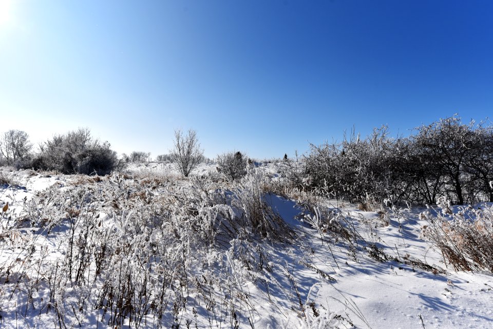 Frosty morning