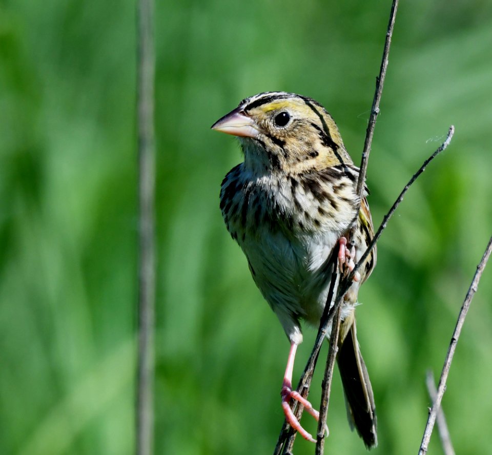Henslow's sparrow