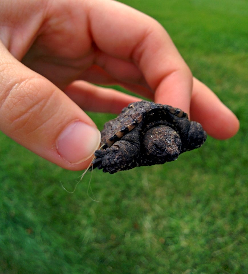 Young Common Snapping Turtle
