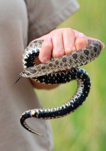 Western Hognose Snake