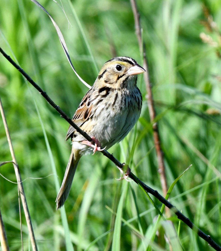 Henslow's sparrow