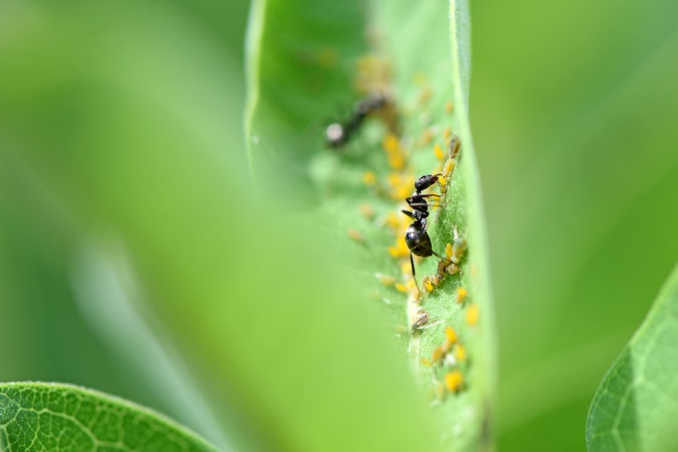 Ants and Oleander Aphids