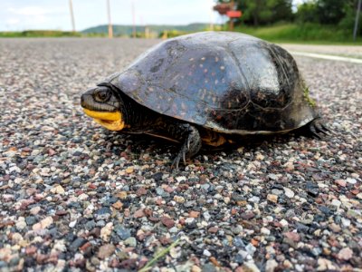 Blanding's Turtle Crossing photo