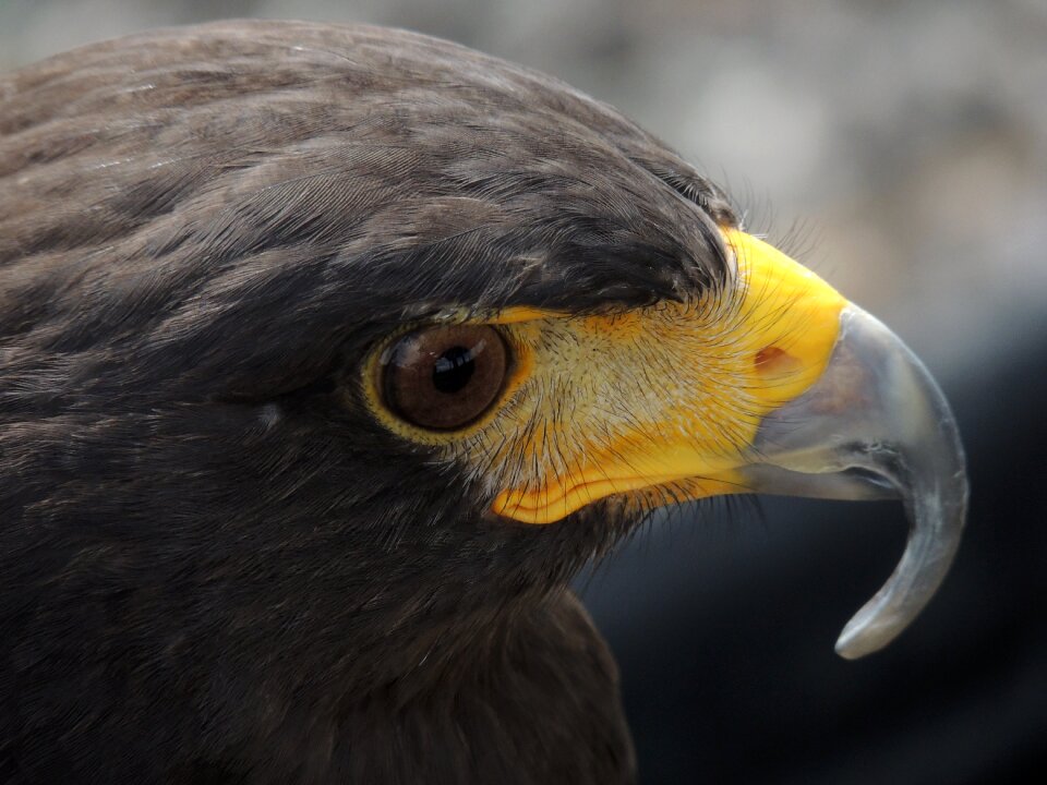 Bird wildlife animal