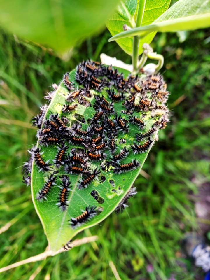 Milkweed Tussock Moth Caterpillars on Common Milkweed