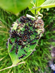 Milkweed Tussock Moth Caterpillars on Common Milkweed photo