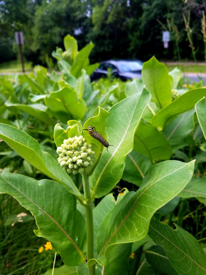 Monarch caterpillar on common milkweed