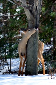 White-tailed deer licking maple tree sap photo