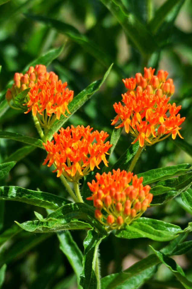 Butterfly Milkweed