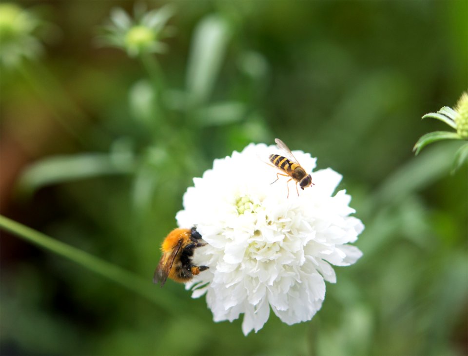 Hoverfly and bumblee