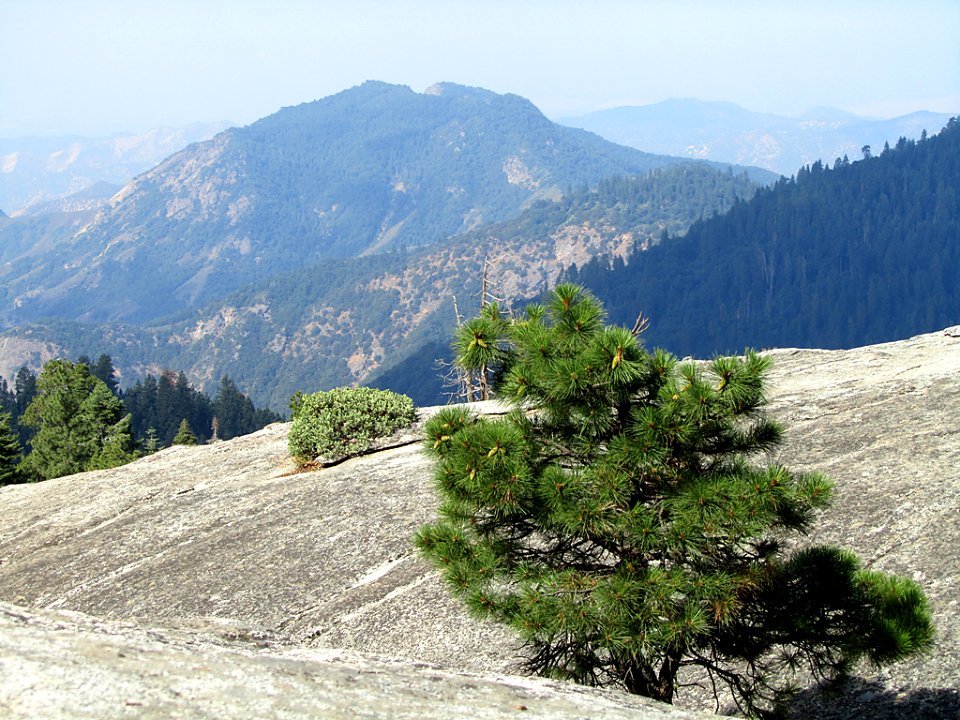 Sequoia National Park in California