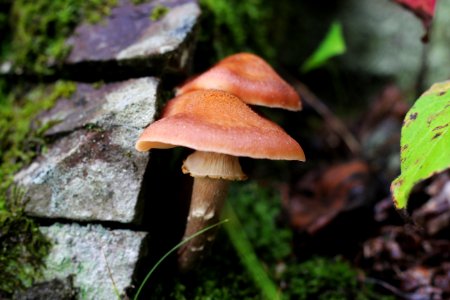 Fall fungi