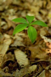 Indian cucumber photo