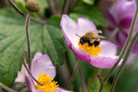 Bumblebee in churchyard garden photo