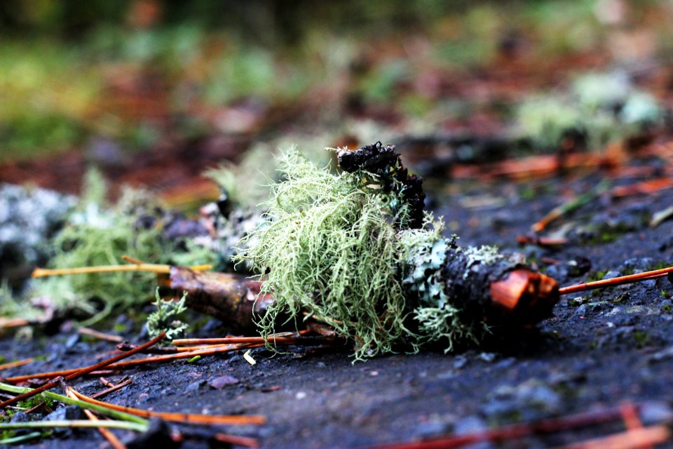 Lichen on a fallen tree branch