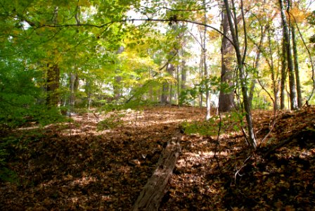Old-age forest with sugar maple