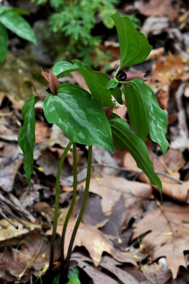 Prairie trillium (Trillium recurvatum)