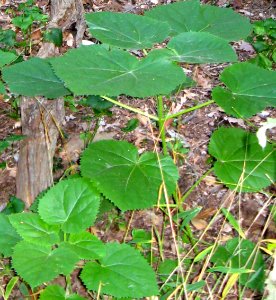 Princess-tree seedlings photo