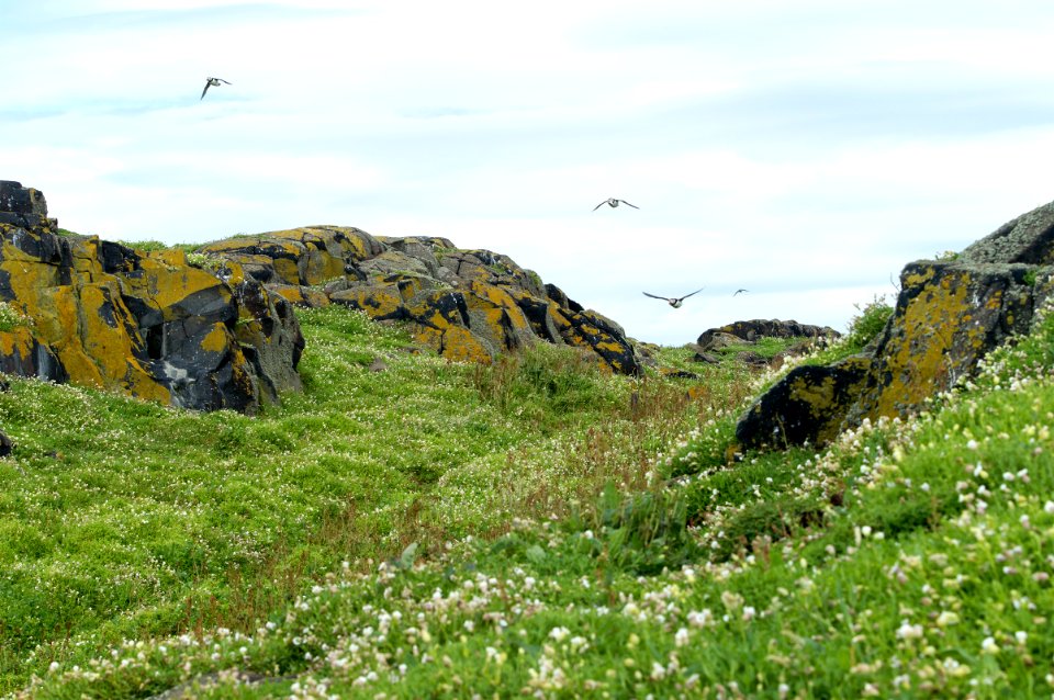 Puffins on the move