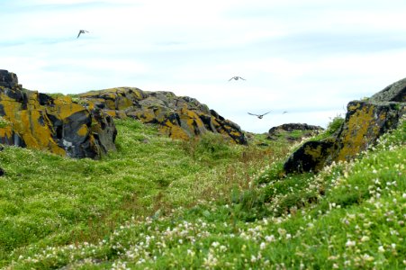 Puffins on the move photo