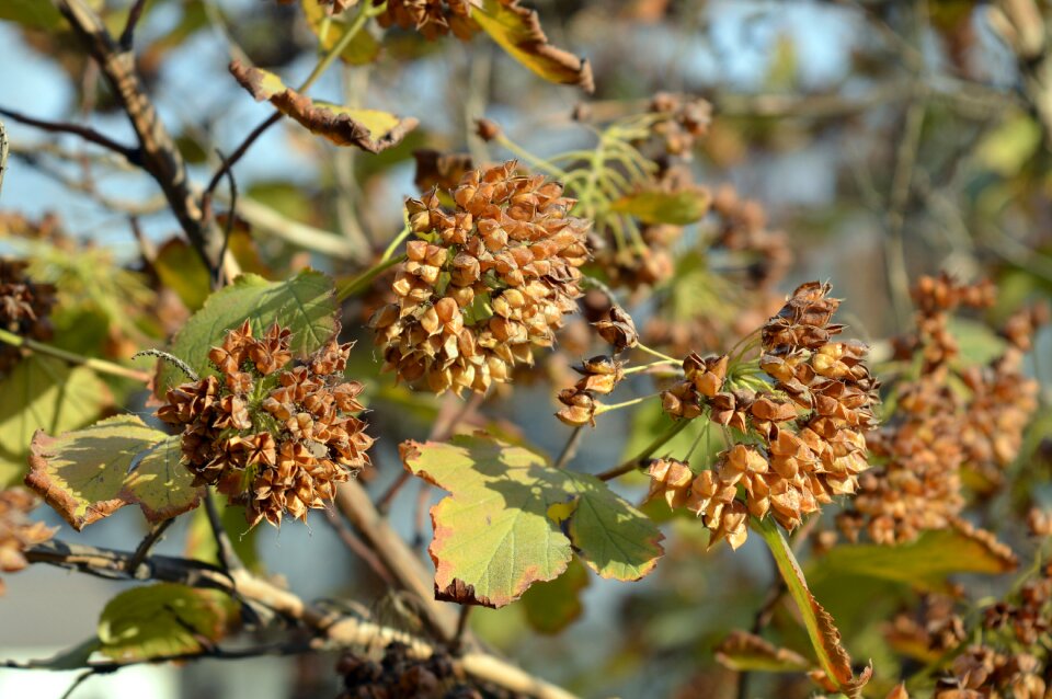 Seeds fruit decorative