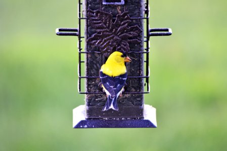 American Goldfinch photo