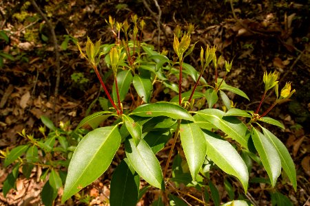 Mountain laurel photo