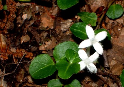 Partridgeberry