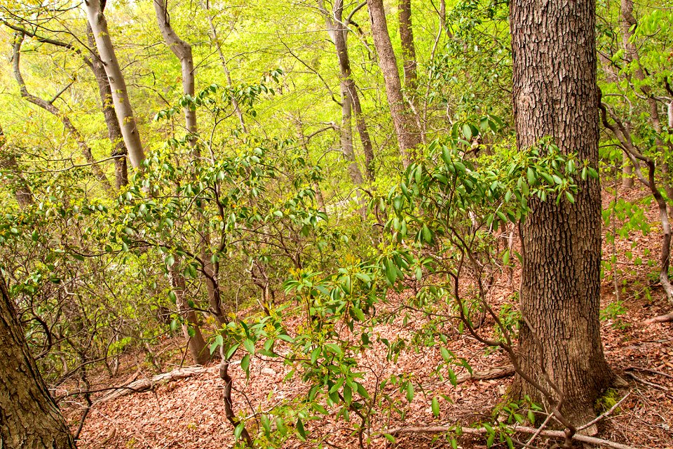 Mountain laurel shrub