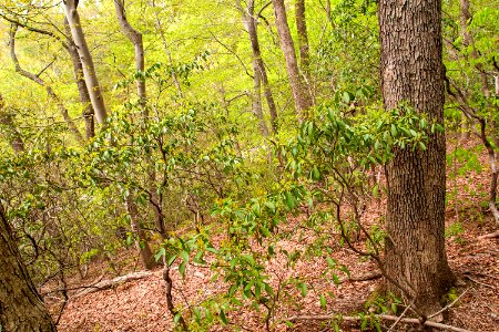 Mountain laurel shrub photo