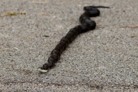 Western rat snake