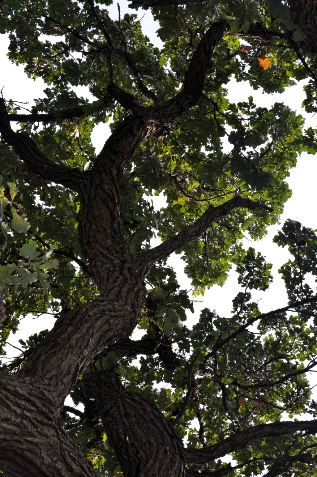 Oak
