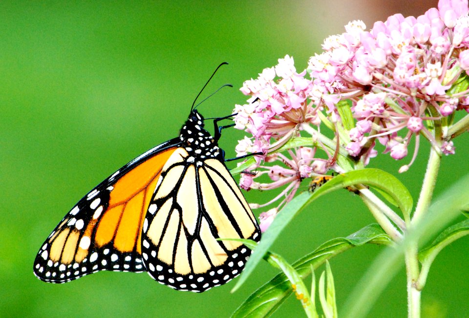 Monarch Butterfly on Swamp Milkweed photo