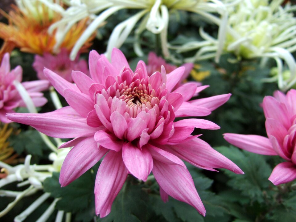 Chrysanthemum flower chrysanthemum exhibition